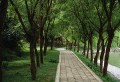 beautifully landscape of paths, walkways, treelined lanes